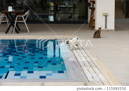 the cat drinks water from the pool 115893550