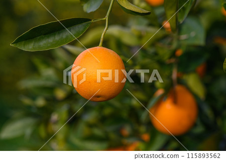An orange tree in the Orange Orchard at the final harvest of each season.7 An orange tree in the Orange Orchard at the final harvest of each season.7 115893562