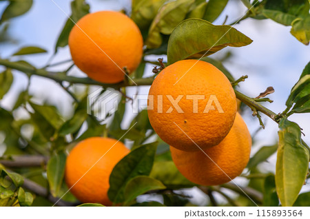 Close-up of ripe oranges hanging on a tree in an orange plantation garden 6 115893564