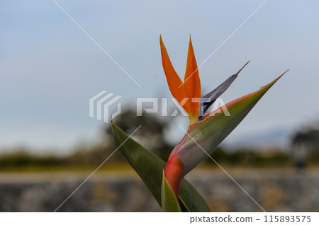 Strelitzia reginae / Crane flower / Bird of paradise Strelitzia reginae / Crane flower / Bird of paradise 115893575
