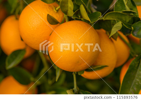 Orange citrus plantations with rows of orange trees, new harvest of sweet juicy oranges 4 115893576