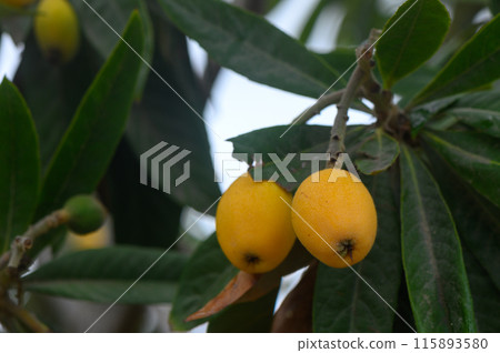 The loquat or Eriobotrya japonica with yellow fruits, Japanese plum The loquat or Eriobotrya japonica with yellow fruits, Japanese plum 115893580