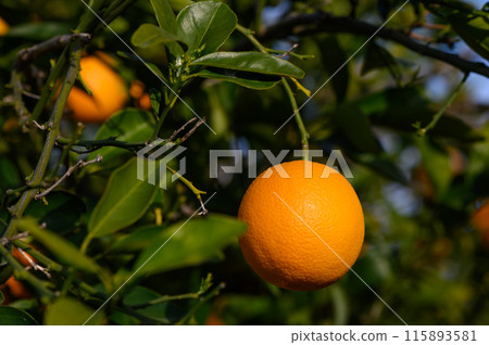 Bouquet of ripe oranges hanging on a tree, Cyprus, Gaziveren 3 Bouquet of ripe oranges hanging on a tree, Cyprus, Gaziveren 3 115893581