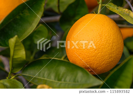 Close-up of ripe oranges hanging on a tree in an orange plantation garden 11 Close-up of ripe oranges hanging on a tree in an orange plantation garden 11 115893582