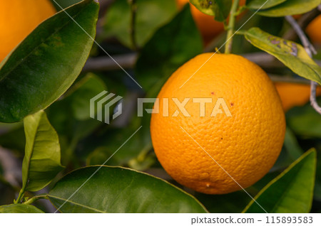 Close-up of ripe oranges hanging on a tree in an orange plantation garden 12 115893583