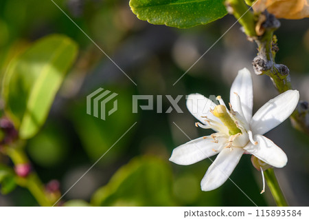 Lemon flowers on the tree with blurred flowers background 8 Lemon flowers on the tree with blurred flowers background 8 115893584