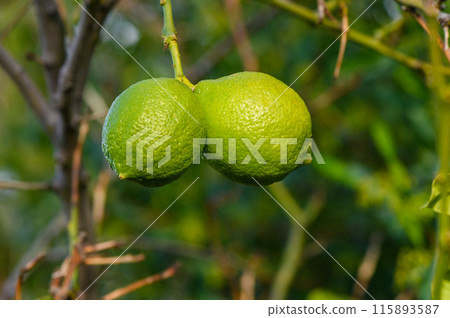 green lemons on tree in garden 2 green lemons on tree in garden 2 115893587