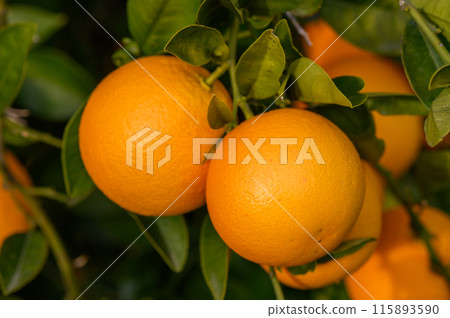 An orange tree in the Orange Orchard at the final harvest of each season. 1 An orange tree in the Orange Orchard at the final harvest of each season. 1 115893590