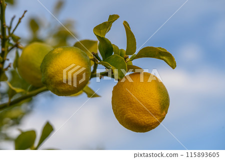 Lemon. Ripe Lemons hanging on a lemon tree. Growing Lemon 5 Lemon. Ripe Lemons hanging on a lemon tree. Growing Lemon 5 115893605