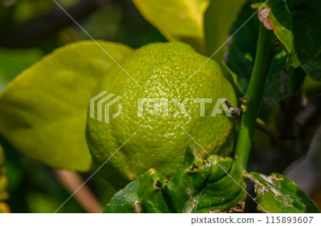 green lemons on tree in garden 4 green lemons on tree in garden 4 115893607