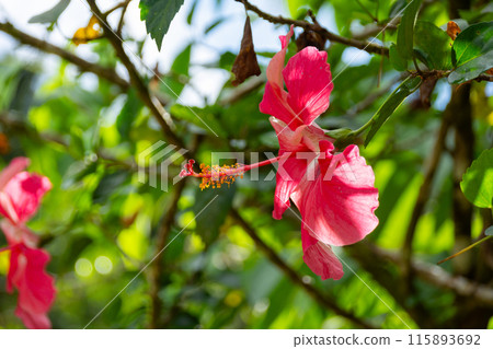 Close-up of a tropical hibiscus flower against the background of the green plants Close-up of a tropical hibiscus flower against the background of the green plants 115893692