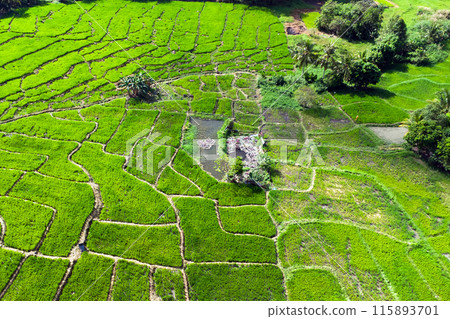 Aerial view of rice fields in the Asia Aerial view of rice fields in the Asia 115893701