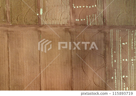 Aerial view of pineapple plantation. Harvesting at a pineapple farm. Cleared empty field 115893719