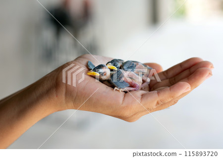 two small chicks falling out of the nest on the palm of a man. Bird chick 115893720