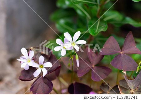 white oxalis flower with purple leaves on a green background. Flower of happiness white oxalis flower with purple leaves on a green background. Flower of happiness 115893741