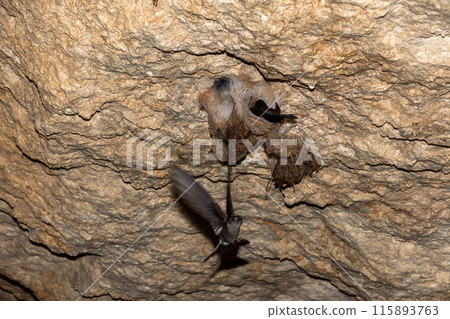 The swift bird flies up to the nest in the cave 115893763