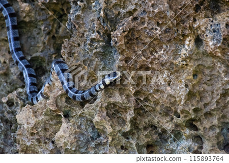 Poisonous sea snake krait on the stones near the sea 115893764