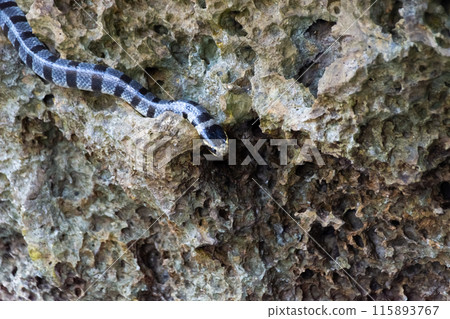 Poisonous sea snake krait on the stones near the sea 115893767