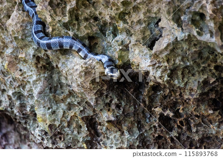 Poisonous sea snake krait on the stones near the sea 115893768