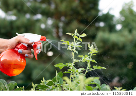 manual spraying of green leafs from diseases and pests 115893811