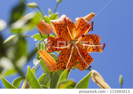 daylily flower large against the blue sky 115893813