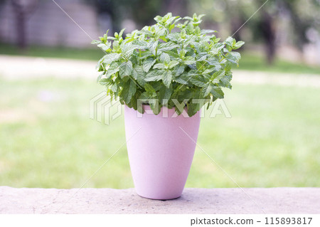 bush of peppermint in a pink pot on a natural background bush of peppermint in a pink pot on a natural background 115893817