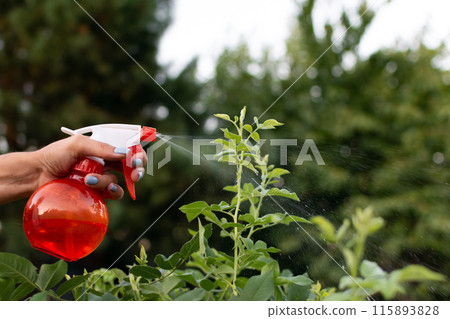 manual spraying of green leafs from diseases and pests 115893828