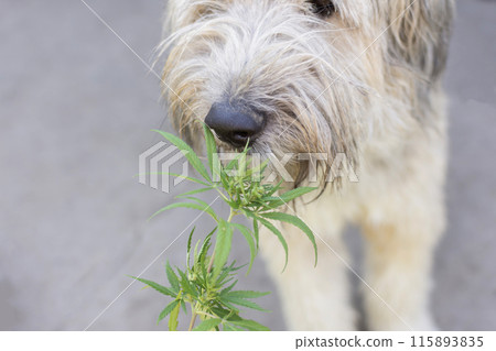portrait of a dog that sniffs cannabis leaves portrait of a dog that sniffs cannabis leaves 115893835