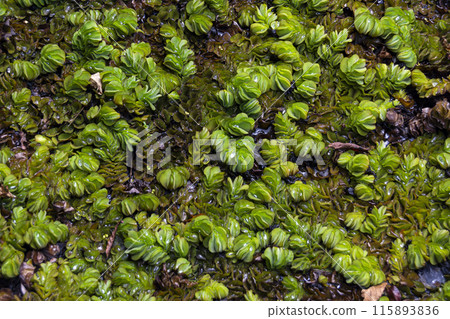 salvinia on the surface of the pond salvinia on the surface of the pond 115893836