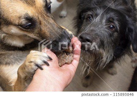 The dog takes a treat in the form of bones from the hands of a person 115893846