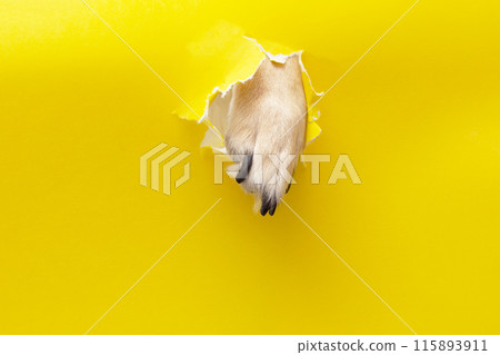 dog paw sticking out of a hole in a yellow torn piece of paper 115893911