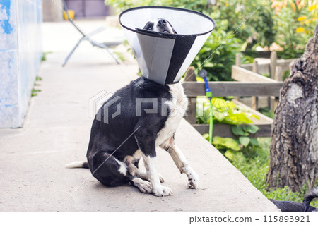 dog in a veterinary collar while treating an injured paw 115893921