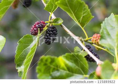 mulberry berries on a tree branch of varying degrees of ripeness mulberry berries on a tree branch of varying degrees of ripeness 115893922