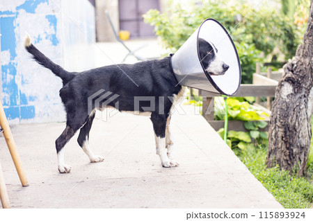 dog in a veterinary collar while treating an injured paw 115893924
