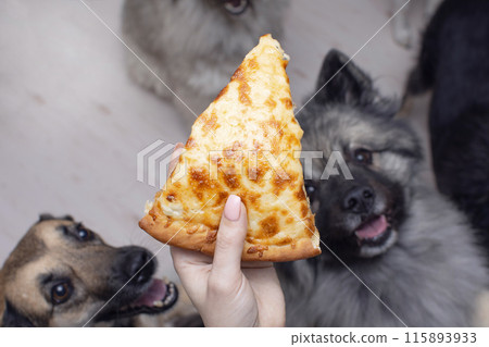 dogs look with appetite at a piece of pizza in a person hand dogs look with appetite at a piece of pizza in a person hand 115893933