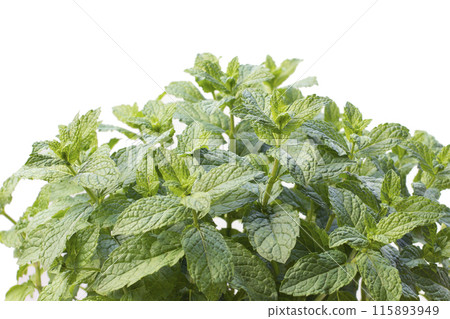 green mint leaves close-up on a white background green mint leaves close-up on a white background 115893949