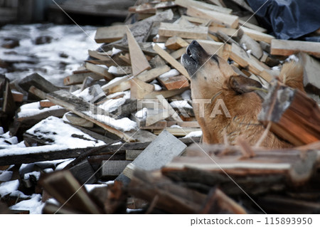 the dog howls among the firewood. cold and hunger. the dog howls among the firewood. cold and hunger. 115893950
