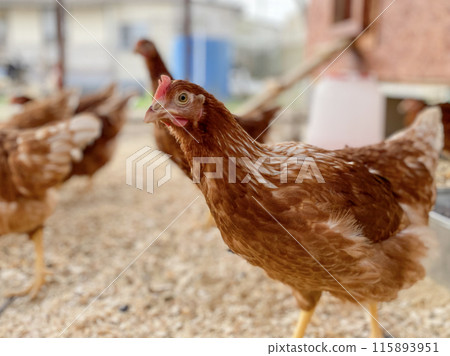 portrait of a chicken in a chicken coop. 115893951