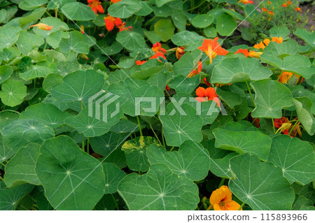 Nasturtium growing in rustic garden. Cottage garden. Gardening. 115893966