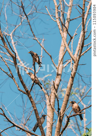Goa, India. Rosy Starling Birds Sitting On Branches Of Tree On Backgroung Of Blue Sky Goa, India. Rosy Starling Birds Sitting On Branches Of Tree On Backgroung Of Blue Sky 115893984