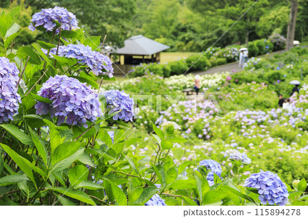 舞鶴自然文化園區 繡球花盛開的花園 115894278