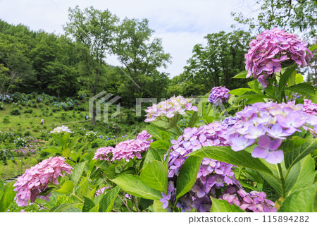 舞鶴自然文化園區 繡球花盛開的花園 115894282
