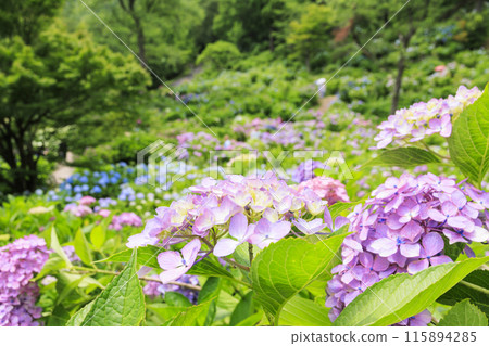 Maizuru Natural Culture Park: Hydrangea garden in full bloom 115894285