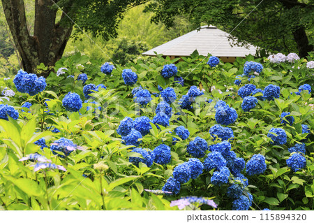 舞鶴自然文化園區 繡球花盛開的花園 115894320