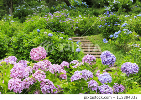Maizuru Natural Culture Park: Hydrangea garden in full bloom 115894332