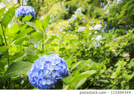 舞鶴自然文化園區 繡球花盛開的花園 舞鶴自然文化園區 繡球花盛開的花園 115894344