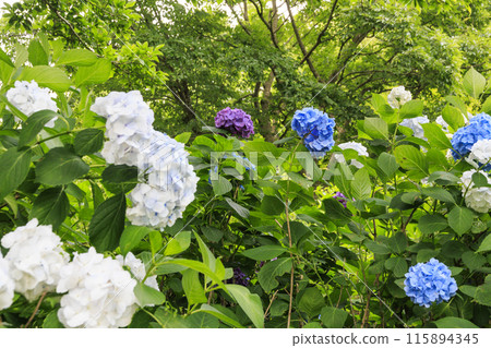 舞鶴自然文化園區 繡球花盛開的花園 舞鶴自然文化園區 繡球花盛開的花園 115894345