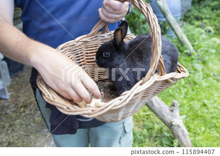 A person is holding a rabbit in a basket 115894407