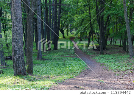 A pleasant walk through the forest in early summer A pleasant walk through the forest in early summer 115894442