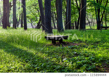 A pleasant walk through the forest in early summer A pleasant walk through the forest in early summer 115894444